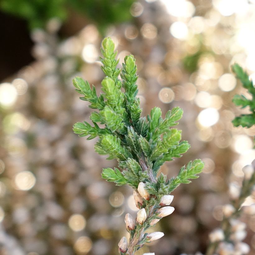 Calluna Garden Girls Rosita - Zomerheide (Blad)