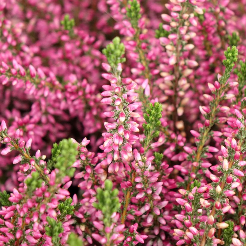 Calluna Garden Girls Rosita - Zomerheide (Bloei)