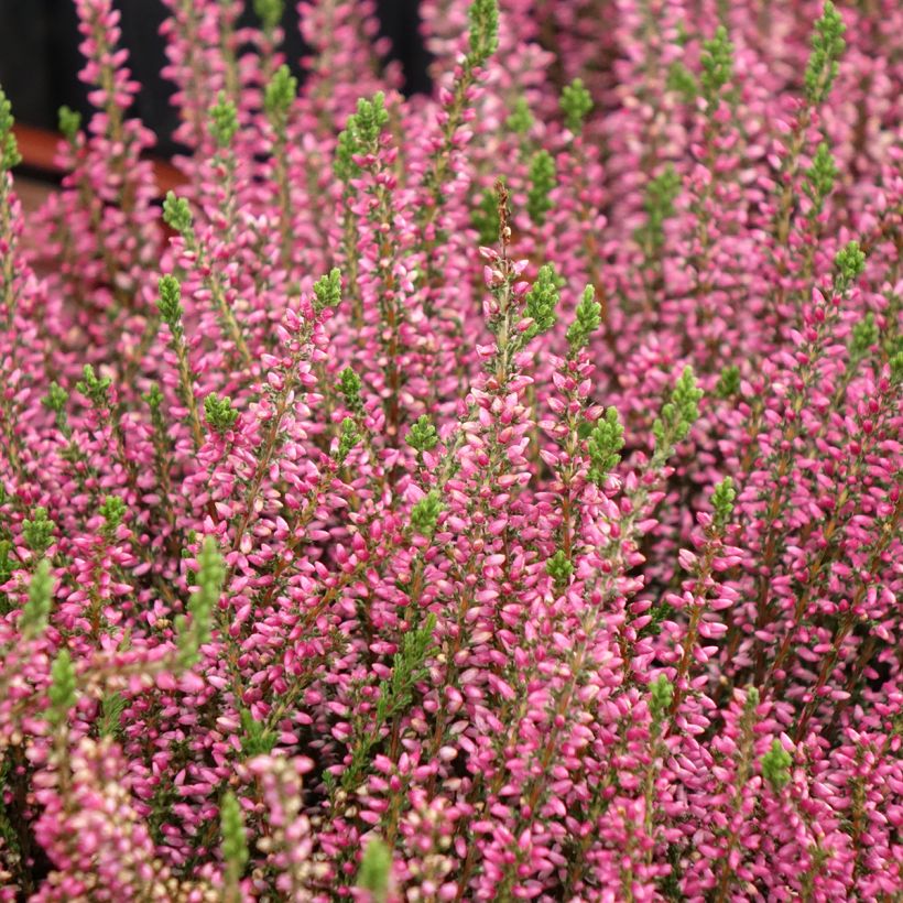 Calluna Garden Girls Rosita - Zomerheide (Groeiplaats)