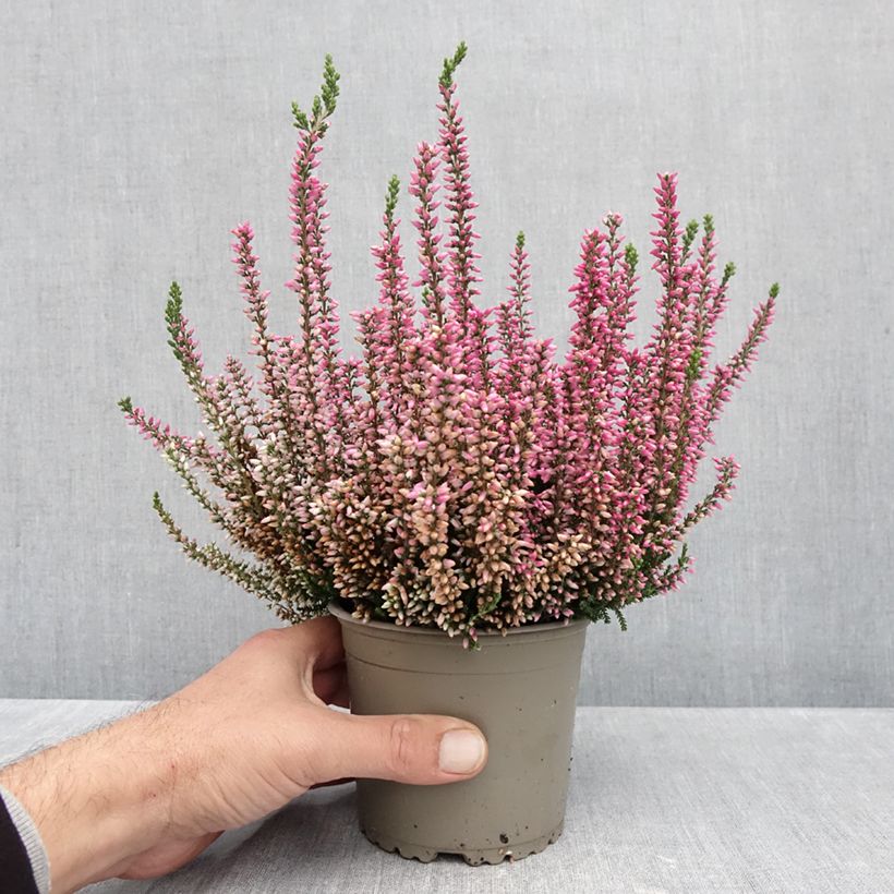 Exemplaar van Calluna Garden Girls Rosita - Zomerheide Pot van 1 l/1,5 l zoals geleverd in de herfst