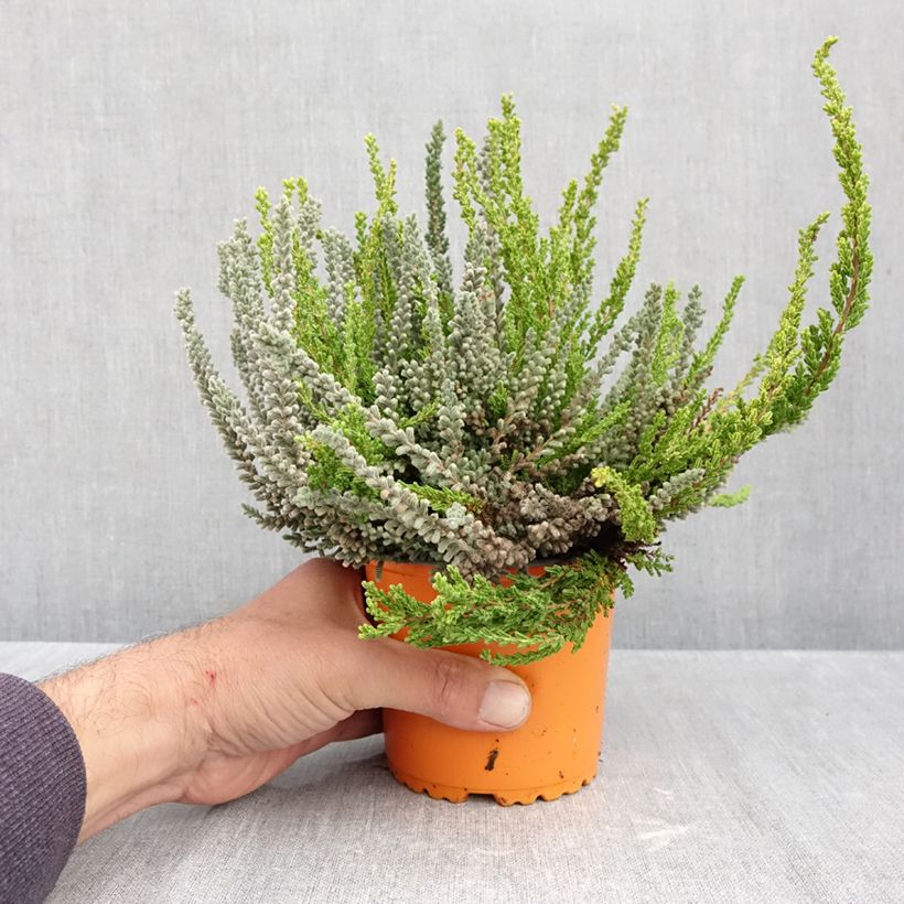 Exemplaar van Calluna Garden Girls Sunset Fire - Zomerheide Pot van 1 l/1,5 l zoals geleverd in de herfst