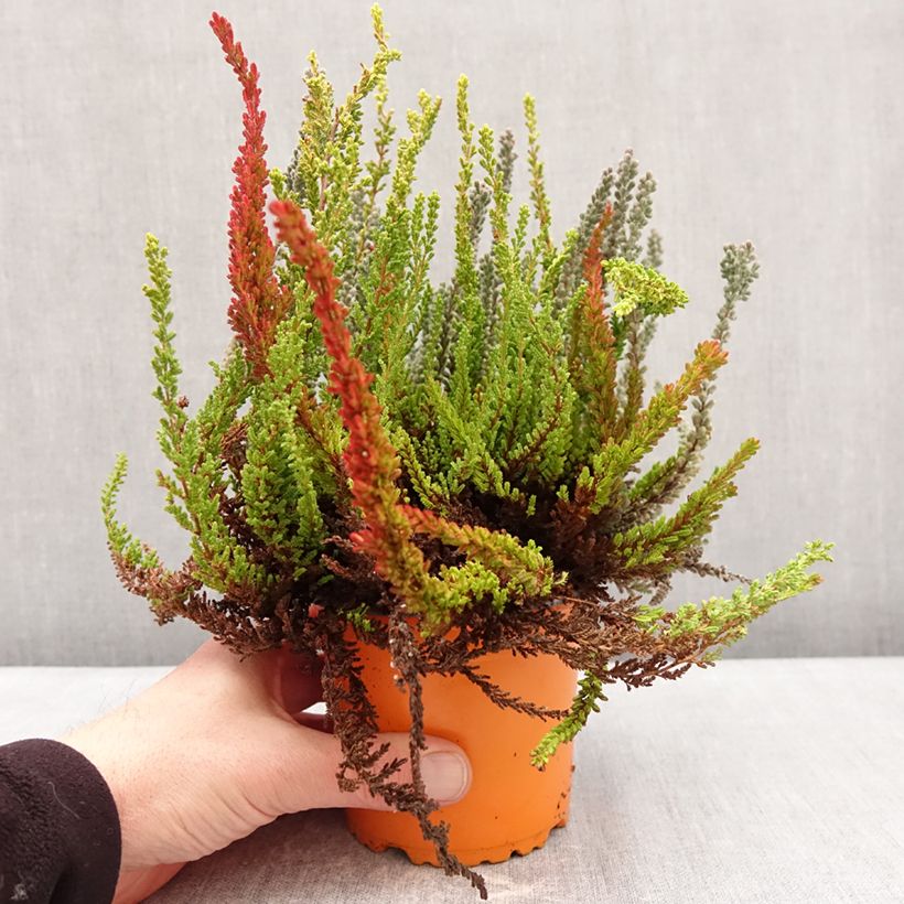 Exemplaar van Calluna Garden Girls Sunset Fire - Zomerheide Pot van 1 l/1,5 l zoals geleverd in de winter