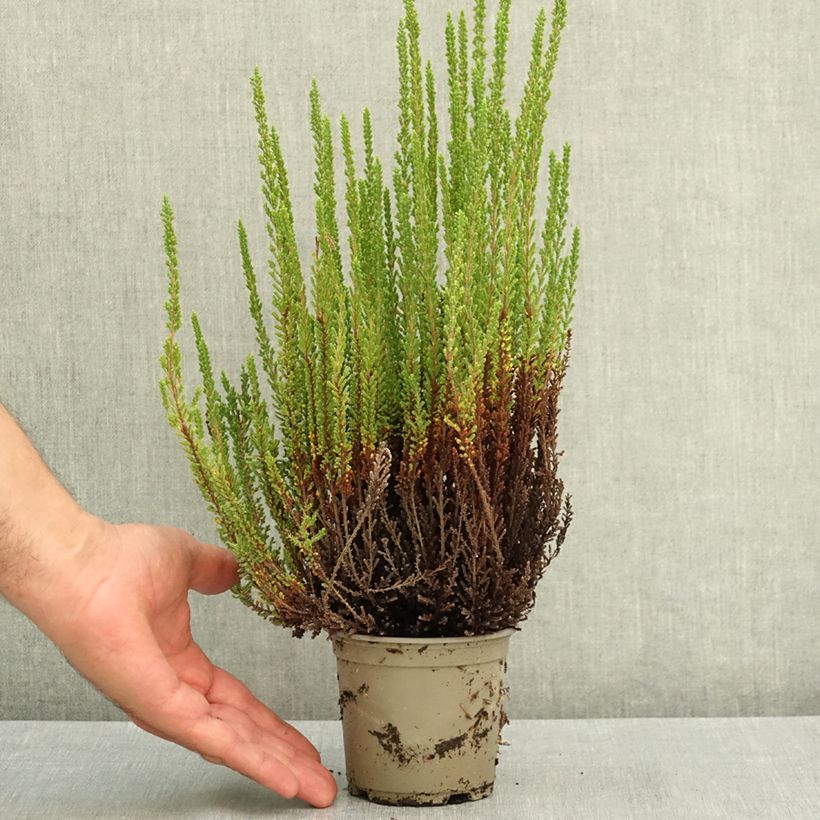 Exemplaar van Calluna Garden Girls Zelia - Zomerheide Pot van 1 l/1,5 l zoals geleverd in de zomer
