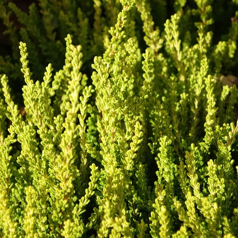 Calluna Garden Girls Zeta - Zomerheide (Blad)