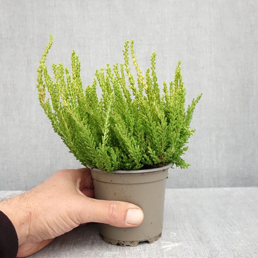 Exemplaar van Calluna Garden Girls Zeta - Zomerheide Pot van 1 l/1,5 l zoals geleverd in de herfst