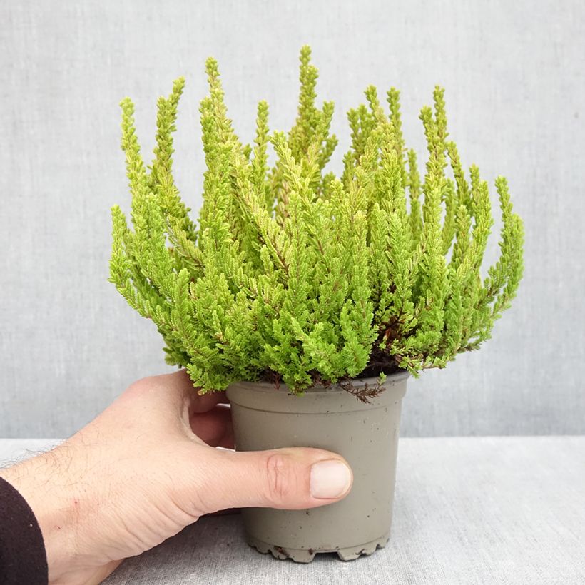 Exemplaar van Calluna Garden Girls Zoe - Zomerheide Pot van 1 l/1,5 l zoals geleverd in de herfst