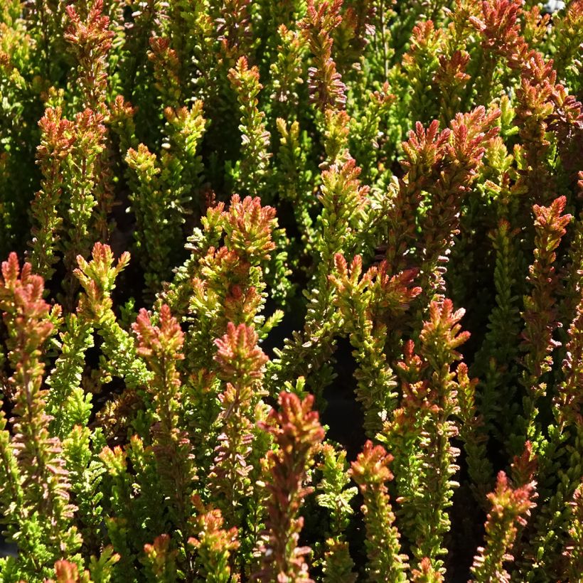 Calluna Garden Girls Zorina - Zomerheide (Blad)