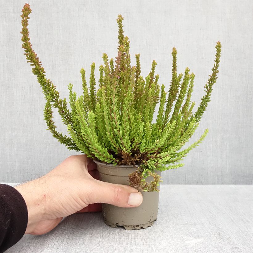 Exemplaar van Calluna Garden Girls Zorina - Zomerheide Pot van 1 l/1,5 l zoals geleverd in de herfst