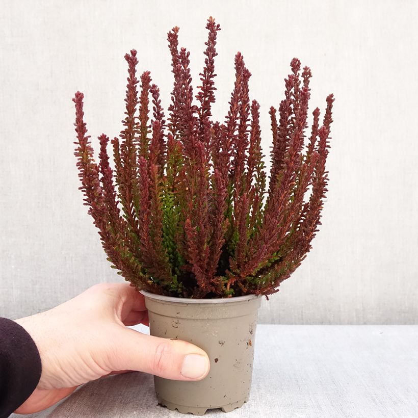 Example of Calluna Garden Girls Zorina - Zomerheide Pot van 1 l/1,5 l as you get in hiver