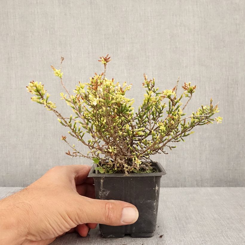Exemplaar van Calluna vulgaris Alba - Zomerheide Kweekpotje van 8/9 cm zoals geleverd in de zomer