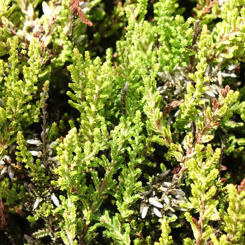 Calluna vulgaris Anouk - Zomerheide (Blad)
