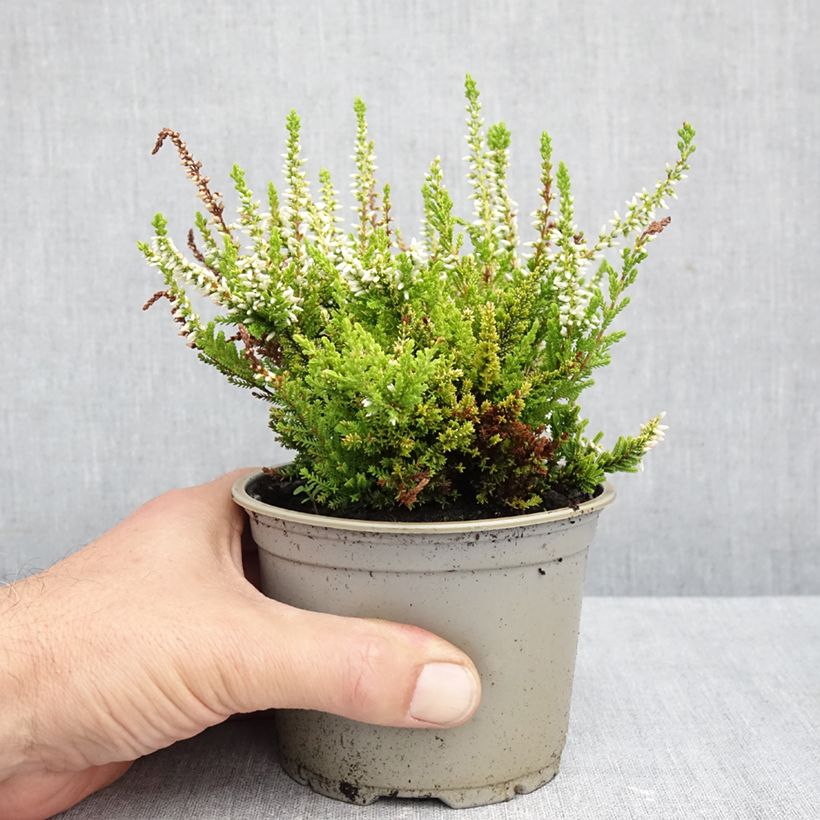Exemplaar van Calluna vulgaris Anouk - Zomerheide Pot van 10 cm/11 cm zoals geleverd in de herfst