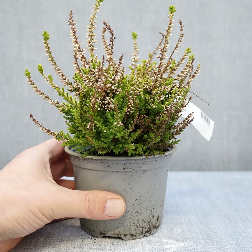Exemplaar van Calluna vulgaris Anouk - Zomerheide Pot van 12 cm / 13 cm zoals geleverd in de winter