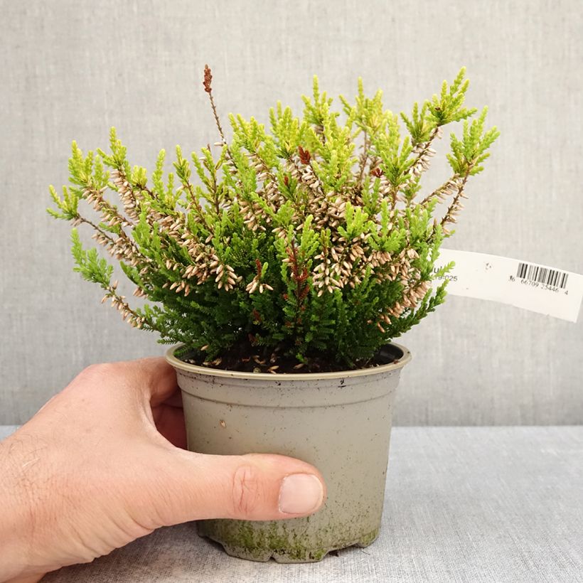 Exemplaar van Calluna vulgaris Anouk - Zomerheide Pot van 12 cm / 13 cm zoals geleverd in de lente