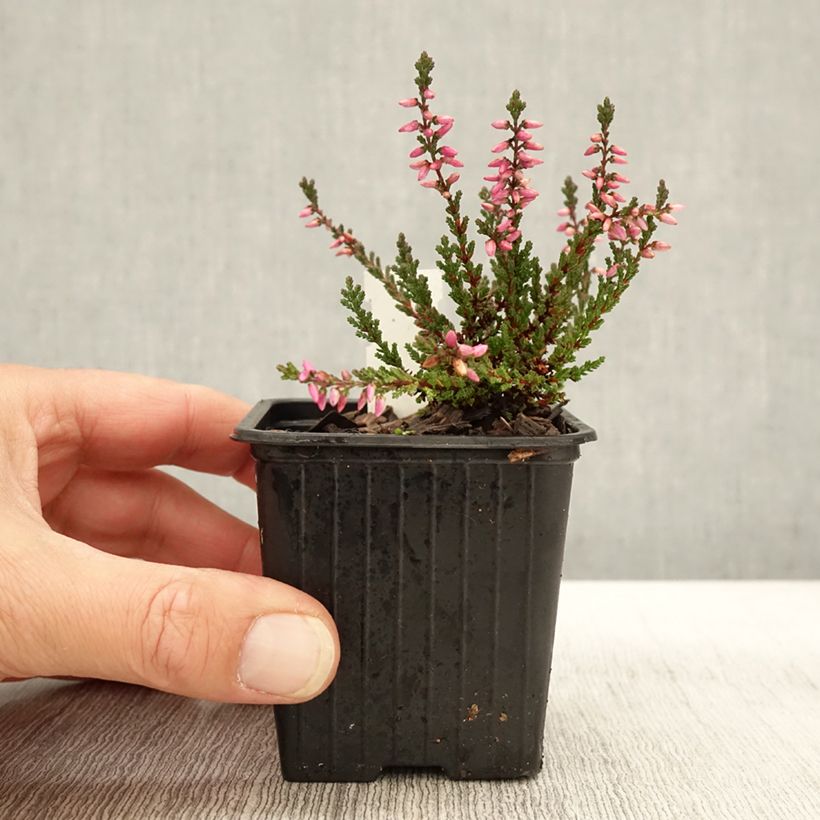 Exemplaar van Bruyère d'été - Calluna vulgaris Dark Beauty Godet de 8/9 cm zoals geleverd in de herfst