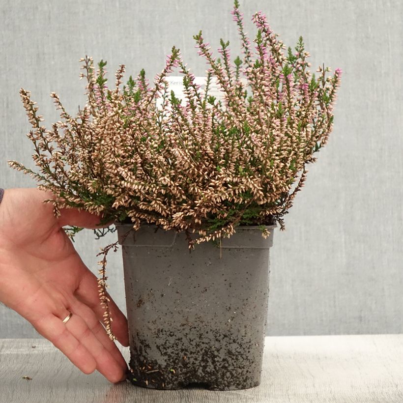 Exemplaar van Calluna vulgaris Marleen - Zomerheide Pot van 2 l/3 l zoals geleverd in de herfst