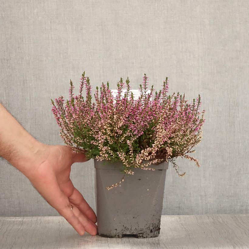 Exemplaar van Calluna vulgaris Marleen - Zomerheide Pot van 2 l/3 l zoals geleverd in de zomer