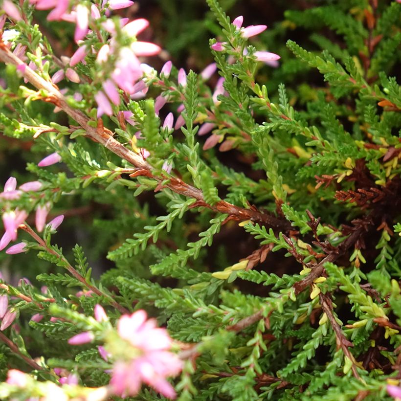 Calluna vulgaris Marleen - Zomerheide (Blad)