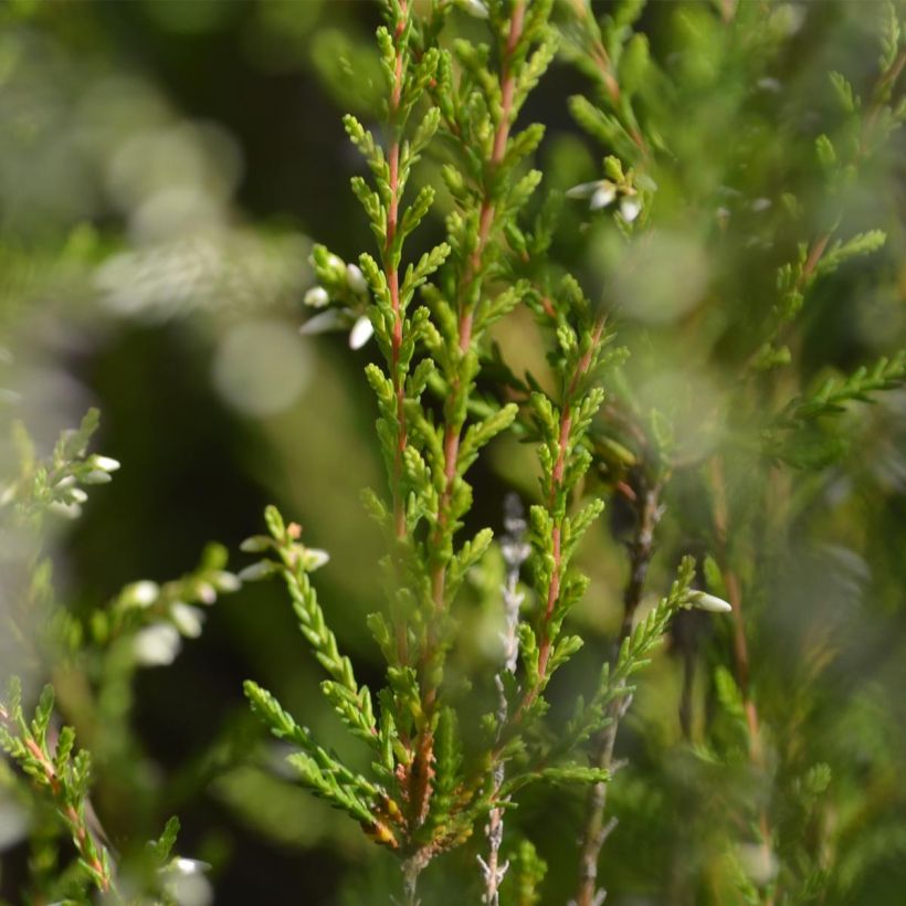 Calluna vulgaris Marlies - Zomerheide (Blad)