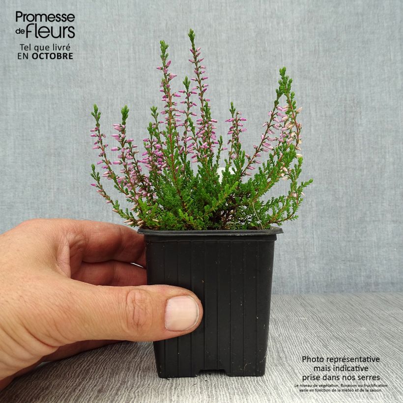 Exemplaar van Calluna vulgaris Marlies - Zomerheide Kweekpotje van 8/9 cm zoals geleverd in de herfst