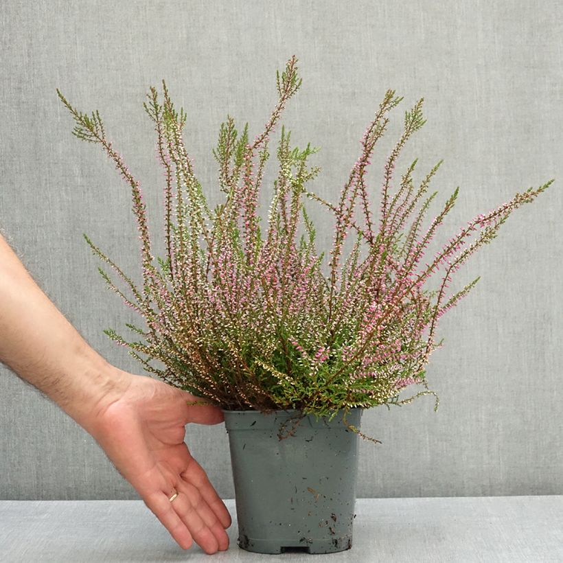 Exemplaar van Calluna vulgaris Marlies - Zomerheide Pot van 1 l/1,5 l zoals geleverd in de zomer
