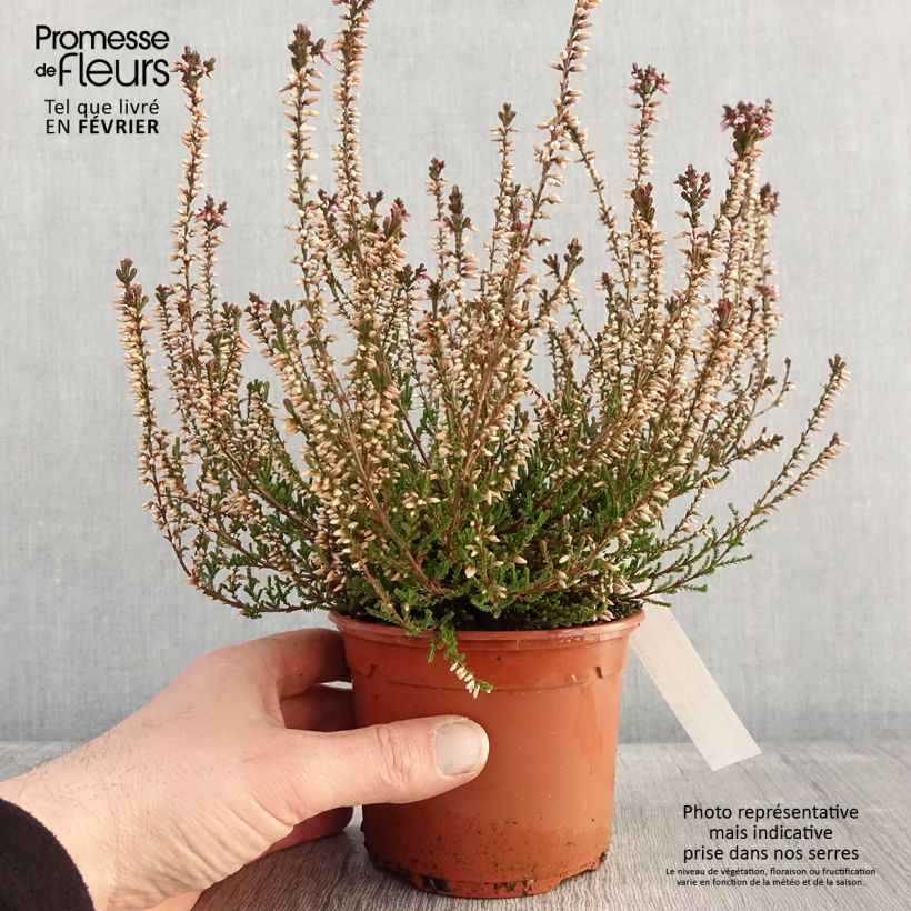 Exemplaar van Calluna vulgaris Marlies - Zomerheide Pot van 1 l/1,5 l zoals geleverd in de winter