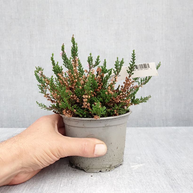 Exemplaar van Calluna vulgaris Radnor - Zomerheide Pot van 12 cm / 13 cm zoals geleverd in de herfst