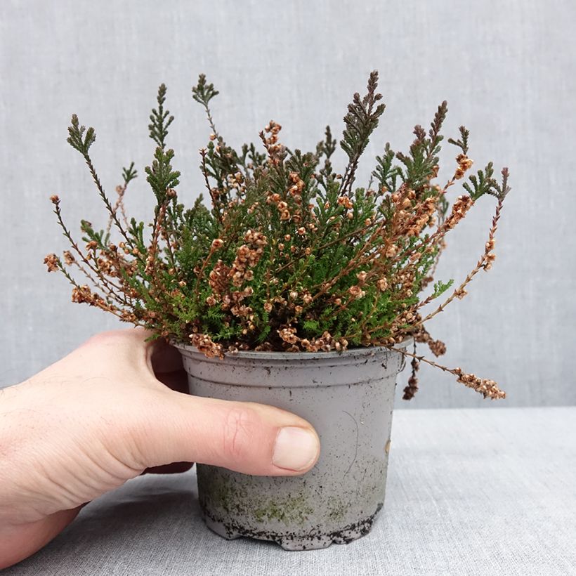 Exemplaar van Bruyère d'été - Calluna vulgaris Radnor Pot de 12 cm / 13 cm zoals geleverd in de winter