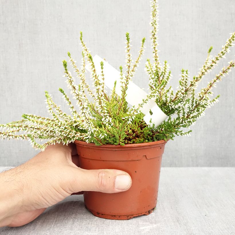 Exemplaar van Calluna vulgaris Sandy - Zomerheide Pot van 1 l/1,5 l zoals geleverd in de herfst