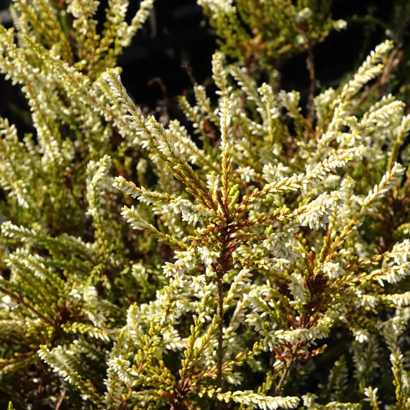 Calluna vulgaris Sandy - Zomerheide (Blad)
