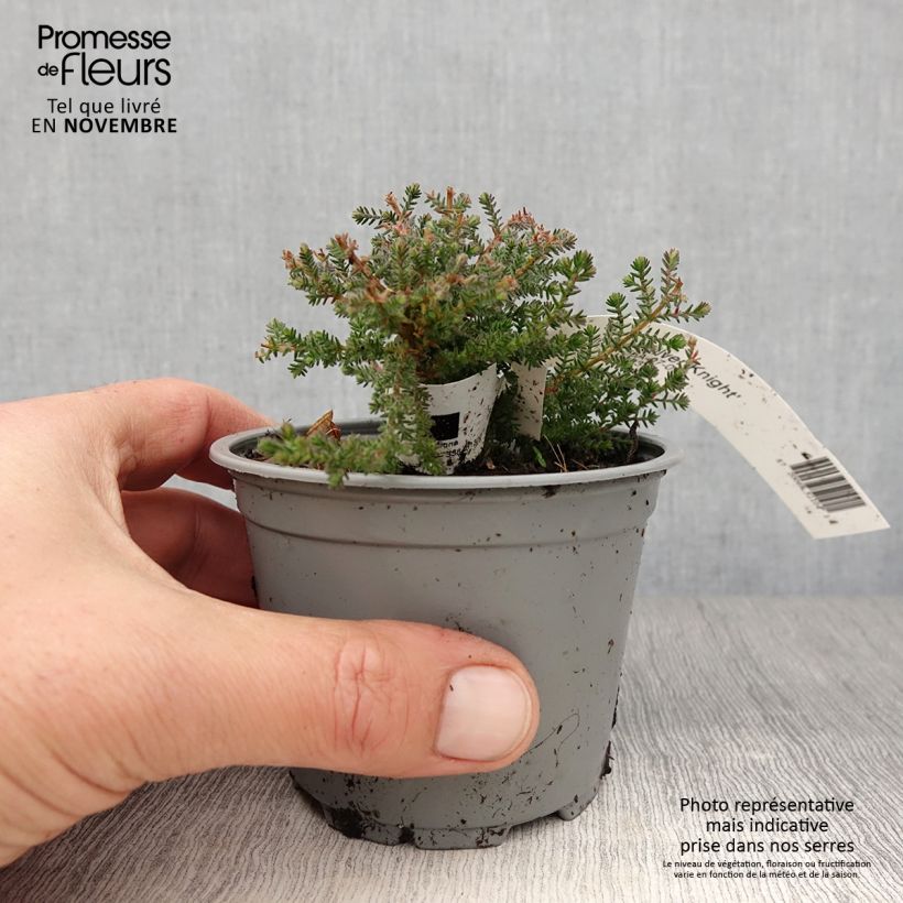 Exemplaar van Bruyère d'été - Calluna vulgaris Silver Knight  Godet de 8/9 cm zoals geleverd in de herfst