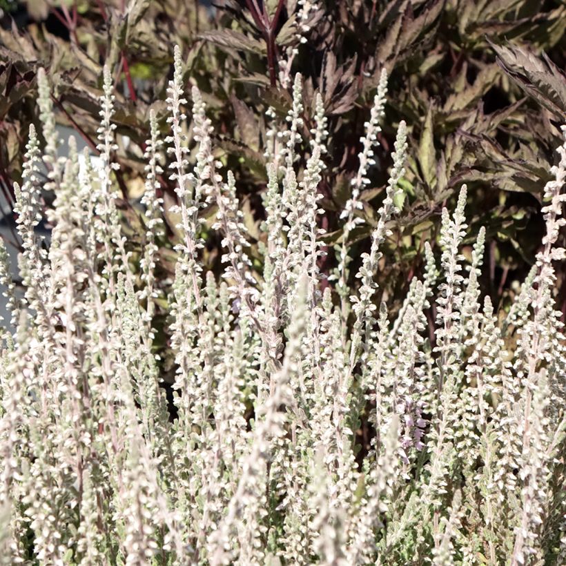 Calluna vulgaris Silver Knight - Zomerheide (Blad)