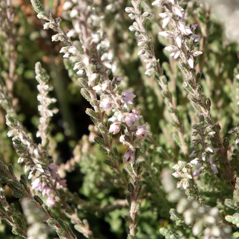 Calluna vulgaris Silver Knight - Zomerheide (Bloei)