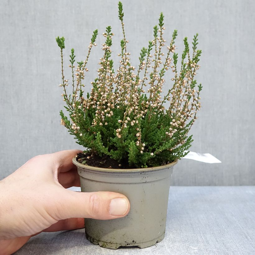 Exemplaar van Calluna vulgaris Spring Cream - Zomerheide Pot van 12 cm / 13 cm zoals geleverd in de winter