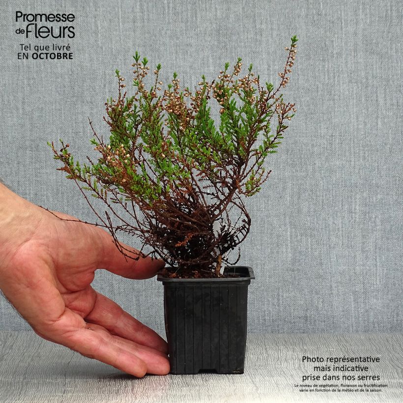 Exemplaar van Calluna vulgaris Spring Torch - Zomerheide Kweekpotje van 8/9 cm zoals geleverd in de herfst