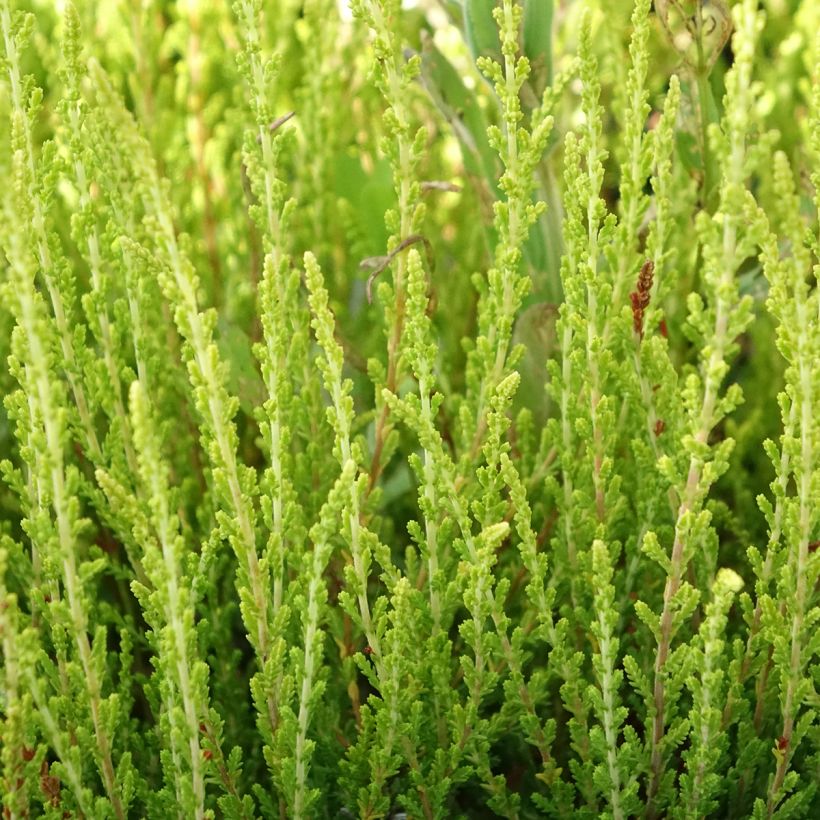 Calluna vulgaris Theresa - Zomerheide (Blad)