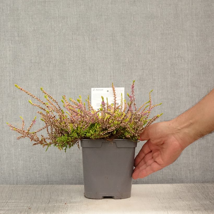 Exemplaar van Calluna vulgaris Wickwar Flame - Zomerheide Pot van 2 l/3 l zoals geleverd in de zomer