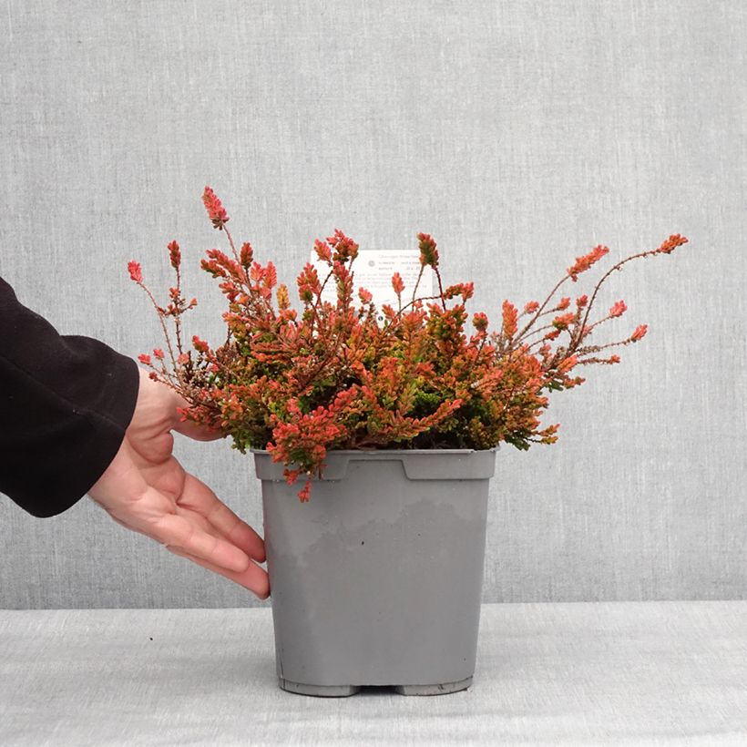Exemplaar van Calluna vulgaris Wickwar Flame - Zomerheide Pot van 2 l/3 l zoals geleverd in de winter