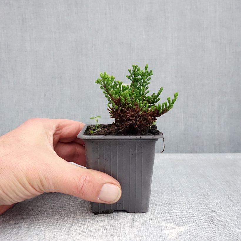 Exemplaar van Calluna vulgaris Winter Chocolate - Zomerheide Kweekpotje van 8/9 cm zoals geleverd in de herfst