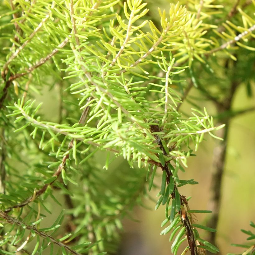 Erica x griffithsii Valerie Griffiths - Dopheide (Blad)