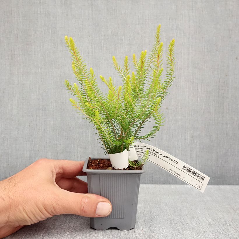 Exemplaar van Erica x griffithsii Valerie Griffiths - Dopheide Kweekpotje van 8/9 cm zoals geleverd in de herfst