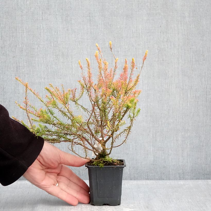 Example of Erica x griffithsii Valerie Griffiths - Dopheide Kweekpotje van 8/9 cm as you get in hiver