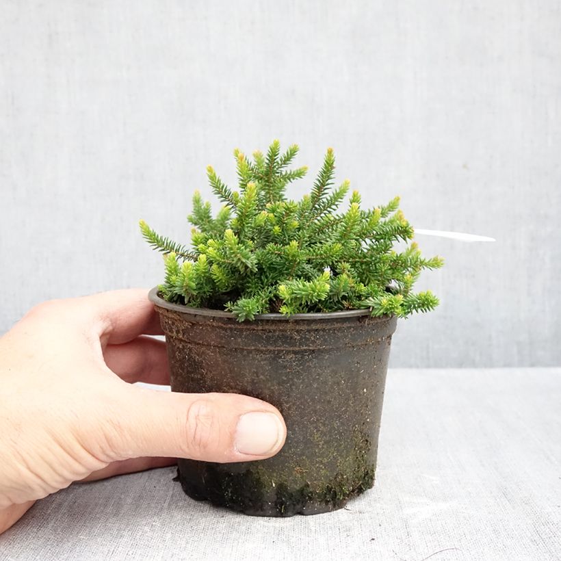 Exemplaar van Erica x williamsii P.D. Williams - Dopheide Pot van 10 cm/11 cm zoals geleverd in de herfst