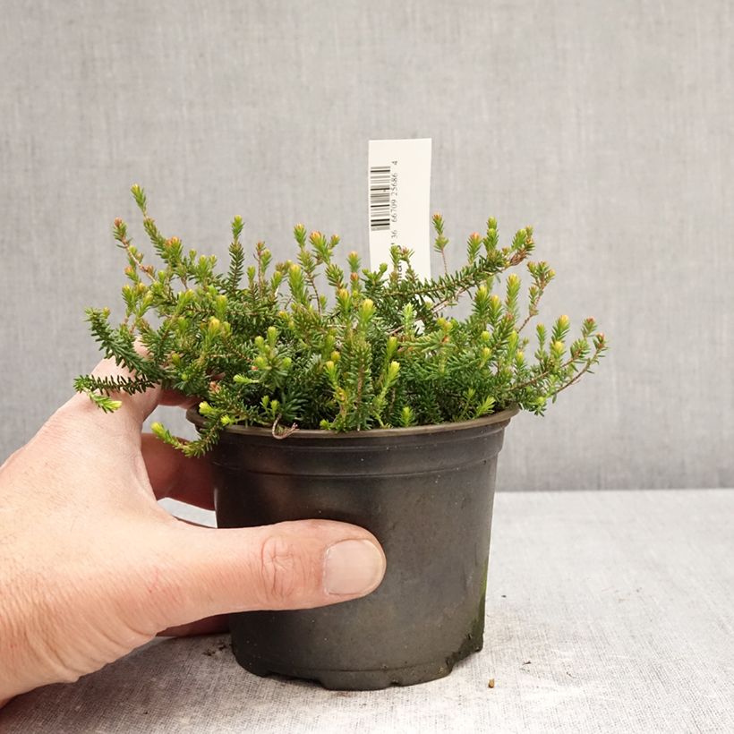 Exemplaar van Erica x williamsii P.D. Williams - Dopheide Pot van 12 cm / 13 cm zoals geleverd in de lente