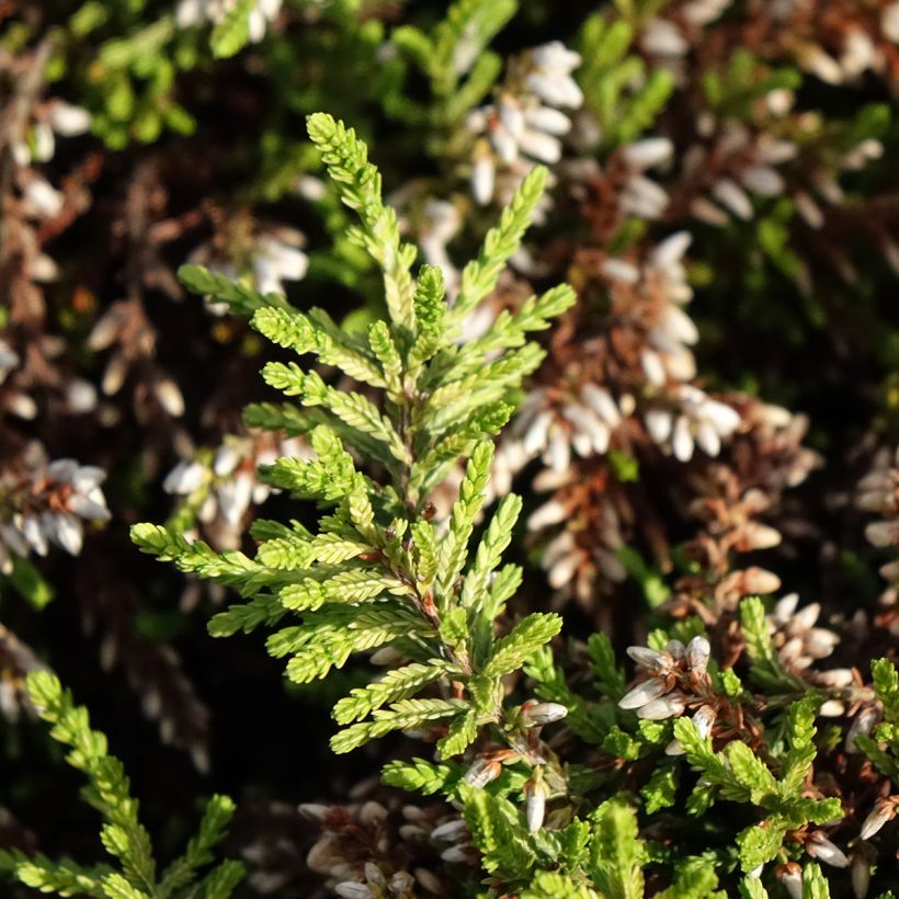 Calluna vulgaris Rasta Girls Maïté - Zomerheide (Blad)