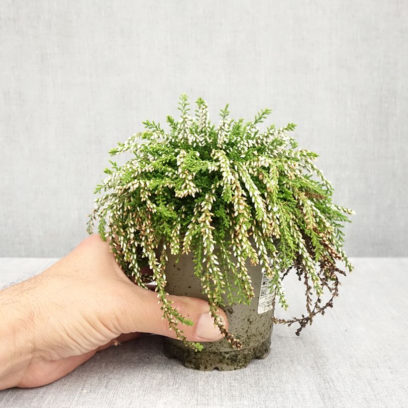 Exemplaar van Calluna vulgaris Rasta Girls Maïté - Zomerheide Pot van 12 cm / 13 cm zoals geleverd in de herfst