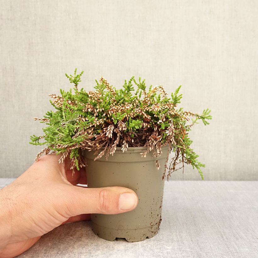 Exemplaar van Calluna vulgaris Rasta Girls Maïté - Zomerheide Pot van 12 cm / 13 cm zoals geleverd in de lente