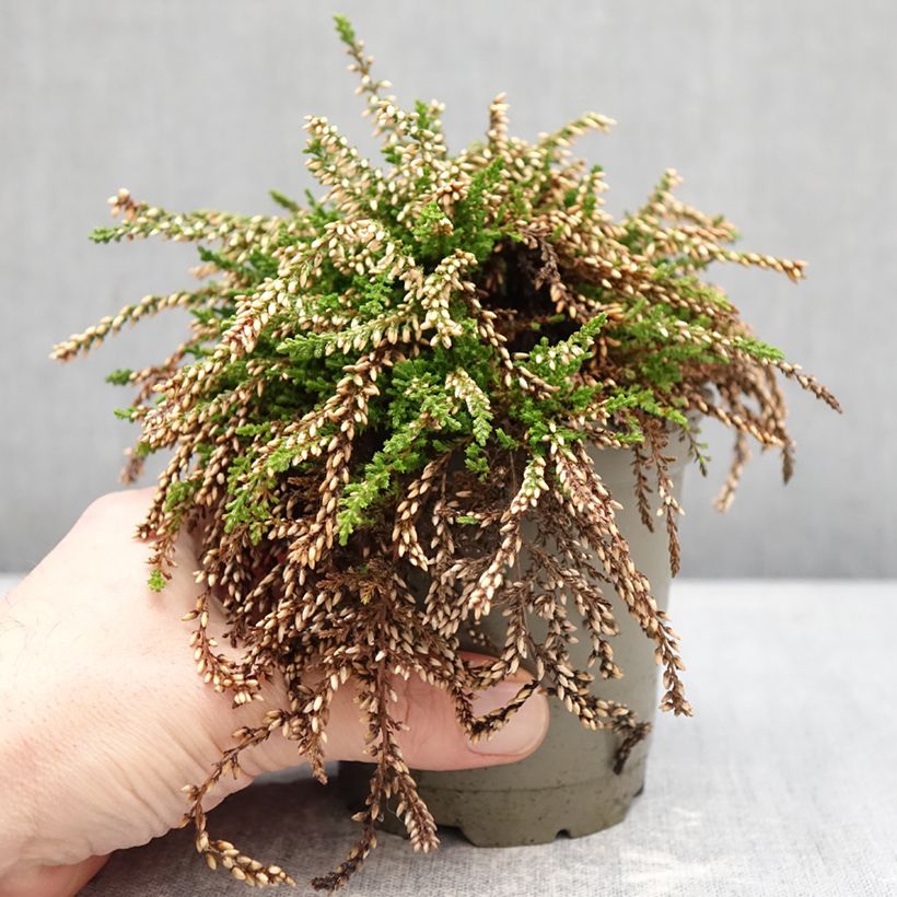 Example of Calluna vulgaris Rasta Girls Netty - Zomerheide Pot van 12 cm / 13 cm as you get in hiver