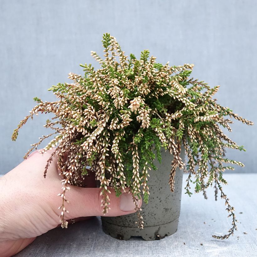 Exemplaar van Calluna vulgaris Rasta Girls Rosa Claire - Zomerheide Pot van 12 cm / 13 cm zoals geleverd in de winter