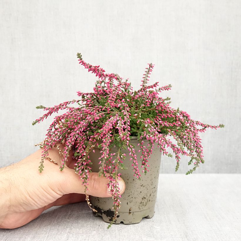 Exemplaar van Calluna vulgaris Rasta Girls Rote Janina - Zomerheide Pot van 12 cm / 13 cm zoals geleverd in de herfst